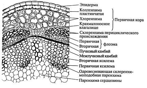 Подкручивание лепестков, расправление стебля