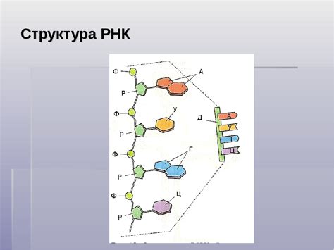 Подобие в генетической структуре