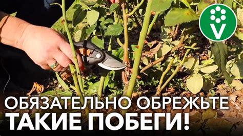 Подрезка и удаление отцветших цветов