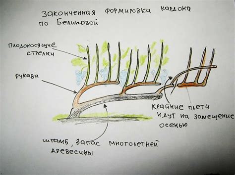 Подрезка и формирование лозы винограда