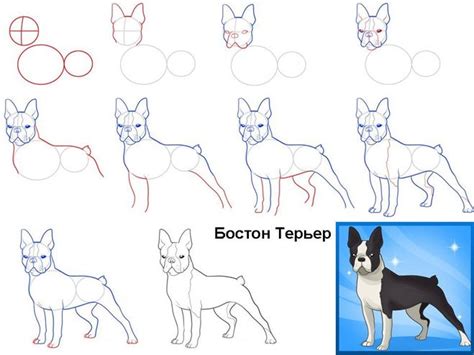 Подробный урок поэтапного рисования маленькой собачки чихуахуа