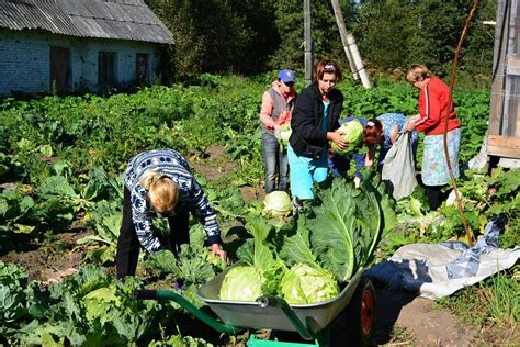 Подстригание и сбор урожая зелени