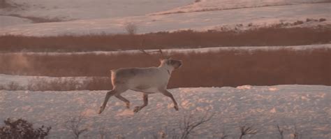 Подчеркни характерные черты каждого животного