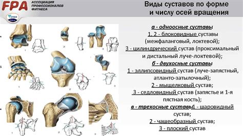 Подчеркнуть междулокотник и суставы