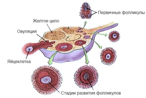 Позднее созревание яйцеклетки