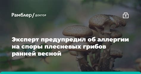 Позитивные стороны применения грибов при аллергии