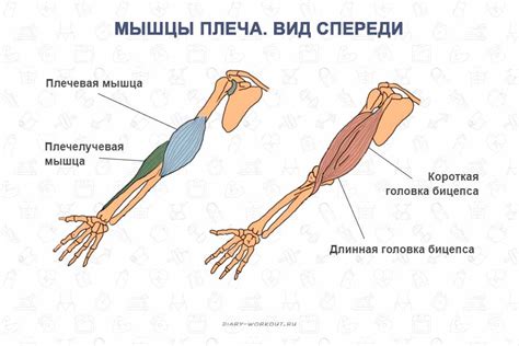 Позиция руки и локтя при рисовании