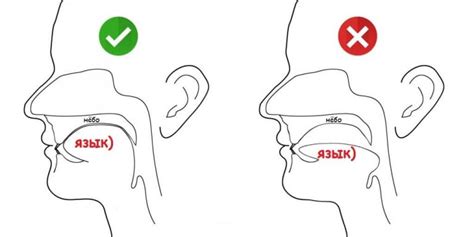 Позиция языка и правильное выговаривание