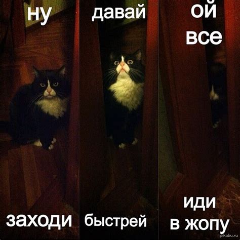 Поиграйте со своим котом