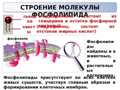 Поиск жиров в клетках и организмах