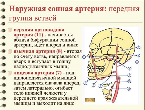 Поиск пульсации на сонной артерии