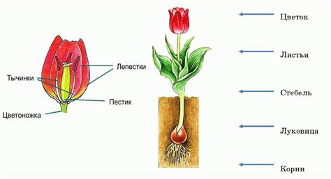 Поиск способов нахождения тюльпана в земле