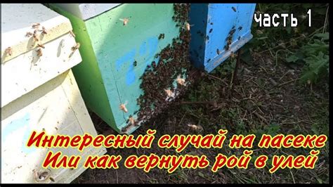 Пойманный рой: что делать и как вернуть его в улей