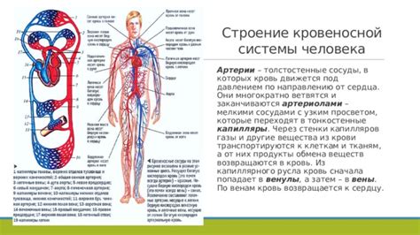 Полезен для сердца и кровеносной системы