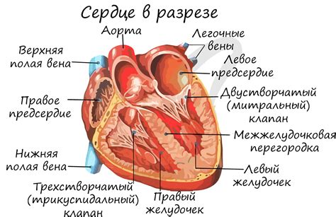 Полезное действие на сердце и сосуды