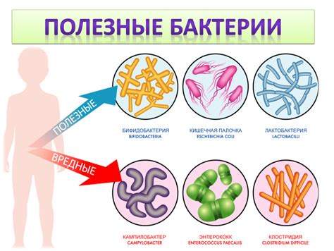 Полезные бактерии и их воздействие