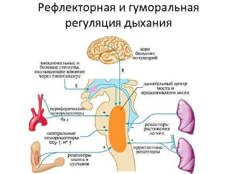 Полезные исследования о взаимосвязи физической нагрузки и дыхания