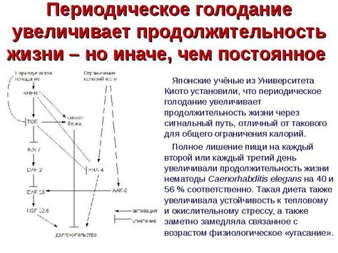 Полезные механизмы периодического голодания