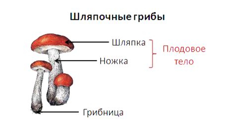 Полезные свойства грибов для развития ребенка