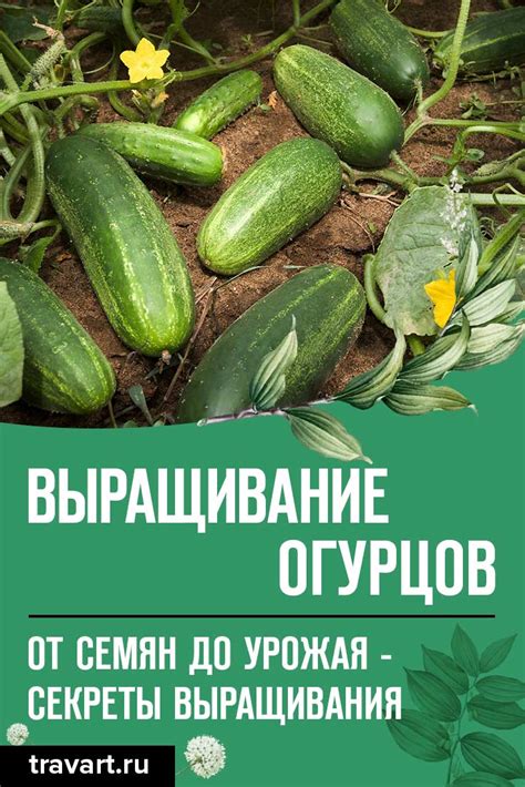 Полезные советы для опекунов