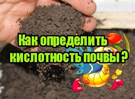 Полезные советы по изменению кислотности почвы в горшке