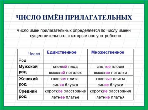 Полезные советы по правописанию слова "матросский"