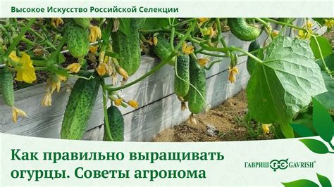 Полезные советы по приготовлению свежих просоленных огурцов