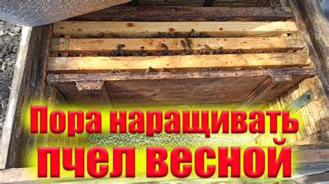 Полезные советы по укреплению пчелиных семей весной