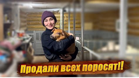 Полезные советы по уходу за гостиницей для птиц