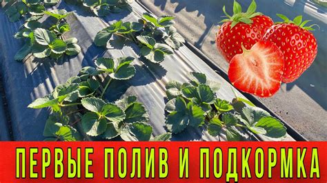 Полив и подкормка рощи