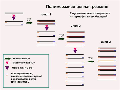 Полимеразная цепная реакция (ПЦР) в определении гуаниновых нуклеотидов