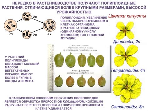 Полиплоидные заболевания у млекопитающих