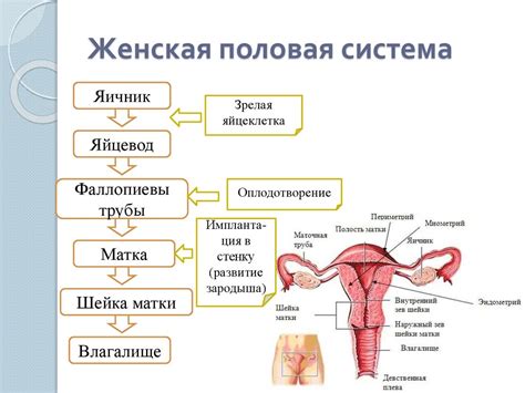 Половая система человека: строение и функции