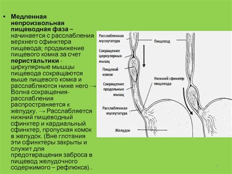 Половое недоразвитие верхнего сфинктера пищевода