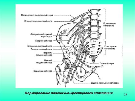 Половой нерв: строение и функции