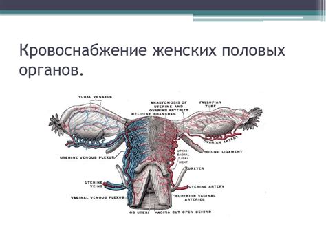 Половые органы