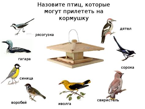 Получайте удовольствие, наблюдая за птицами: примеры птиц, которые могут посетить вашу кормушку