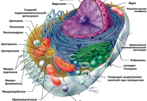 Получение клеточной сетки