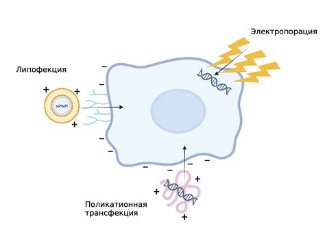 Получение клеточной схемы