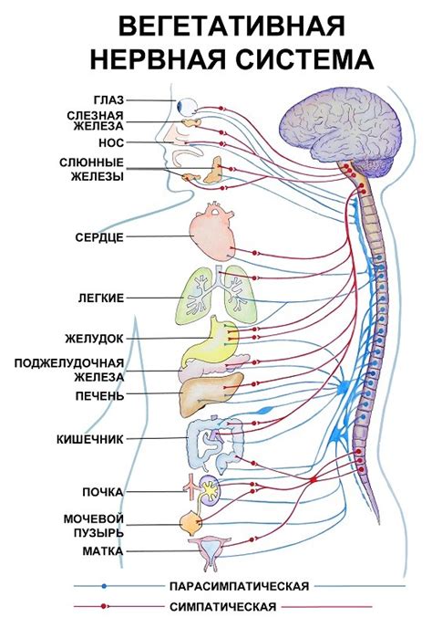 Польза для нервной системы