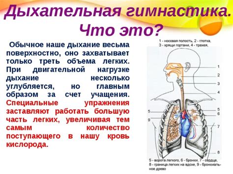 Польза дыхательной гимнастики для живота