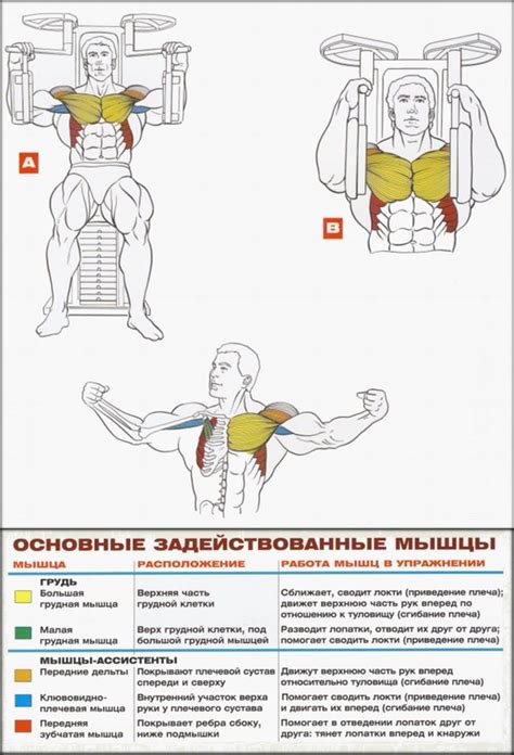 Польза и особенности упражнения бабочка на тренажере