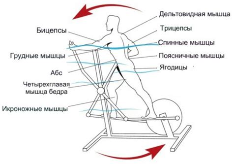 Польза и эффективность для похудения