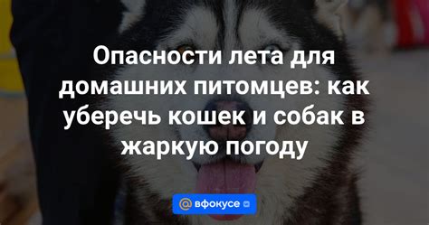 Польза коврика охлаждения для собак в жаркую погоду