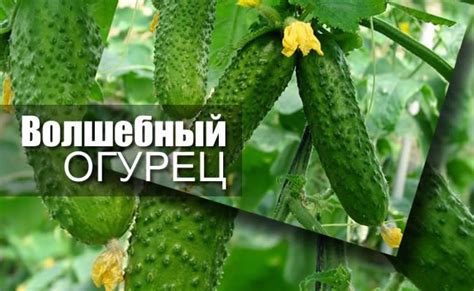 Польза огурцов перед сном