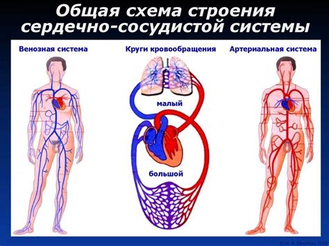 Польза трезвого образа жизни для сердечно-сосудистой системы