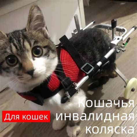 Помощь и уход за котом с проблемами задних лап