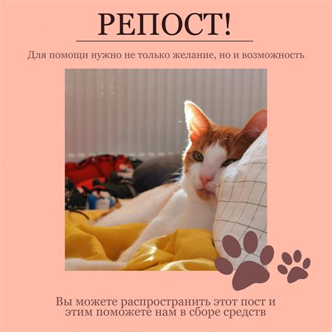 Помощь коту в холод