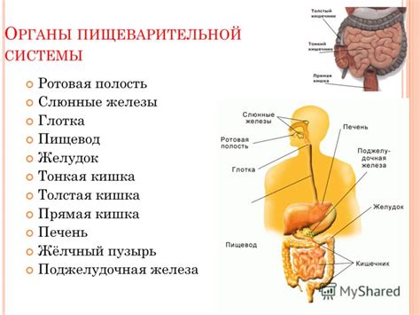 Помощь природы в регуляции пищеварения