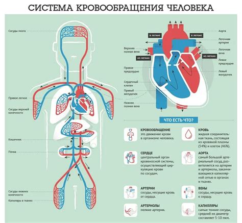 Пониженная циркуляция крови